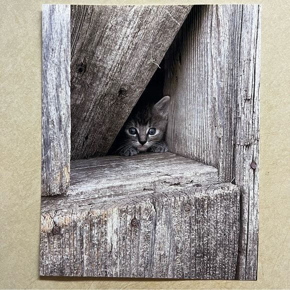 Photograph of kitten. - Picture 1 of 1